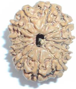 Jewelswonder 100 % Original & Natural Thirteen Face /13 Mukhi Rudraksha Wood