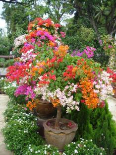 Nema Bougainvillea Seed