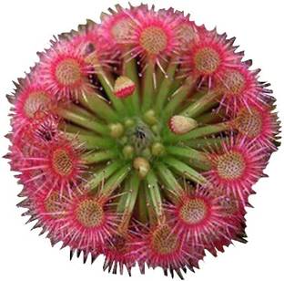 Nema Silver Hair Sundew Plant Seed