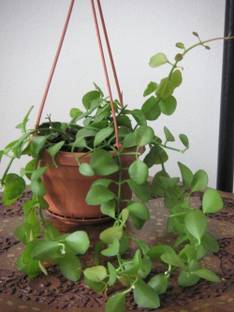 ExoticRare DISCHIDIA OIANTHA RARE PLANT