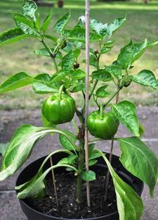 Amazing Gurden Capsicum
