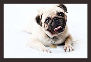 Mad Masters Pug-Face-Happy-Look-Puppy 1 Piece Wooden Framed Painting Oil 12 inch x 18 inch Painting