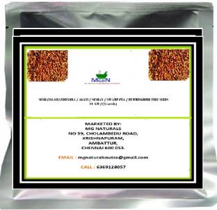 MGBN SESBANIA Seed