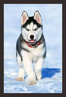 Mad Masters Gray and White-Coated Siberian Husky Standing in Snow. Framed Painting (Wood, 18 inch x 12 inch, Textured UV Reprint)(Mad R1 1200) Oil 18 inch x 12 inch Painting