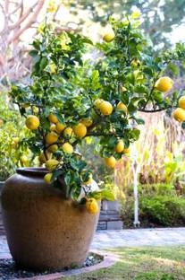 KUMUBON Lemon Plant