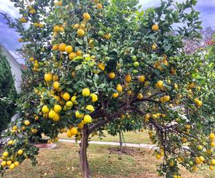 M-Technologies Lemon Plant