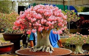 seedsnpots adenium arabicum Seed