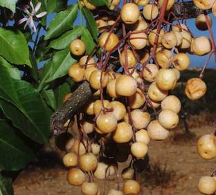 SHOP 360 GARDEN Melia Azedarach, Bakaayan, Bakain, Persian Lilac, Chinaberry, Chinaberry tree Seeds - Pack of 10 grams Seed