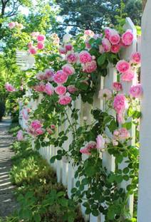 Grinian Rose Plant
