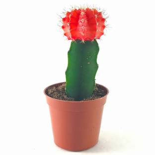 merrow Moon Cactus Plant