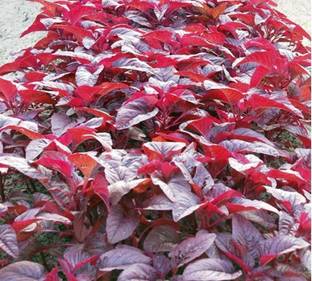 Roy's Fashoin Spinach Vegetable Plant