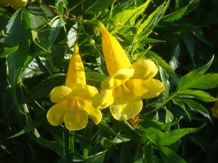 SHOP 360 GARDEN Indian Tecoma Stans, yellow bell flower seeds,Yellow Color Flower Tree Seeds - Ornamental Plant Flower Seeds - Live Fencing Tree seeds ( Tecoma stans seeds ) ornamental flower seeds - Pack of 40 Seeds Seed