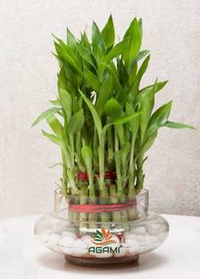 AGAMI Green 3 Layer Lucky Bamboo with Big Round Glass Vase Seed