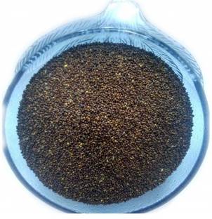 WILD FOREST TULSI, BASIL Seed