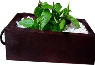 Comfort planters Plant Container Set