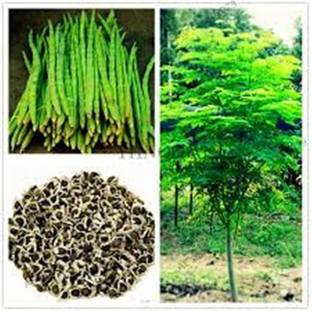 M-Technologies Rare Hybrid PKM2 Rare Moringa oleifera Long Drumstick High Yielding Seed