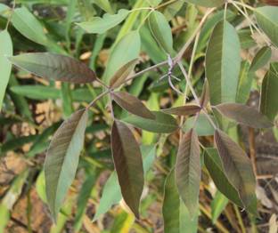 SHOP 360 GARDEN Vitex negundo / Nirgundi / Nochi / Chaste Tree - Medicinal Plant Seeds for Growing Seed