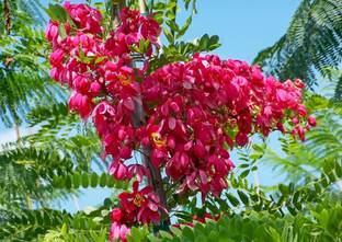 SHOP 360 GARDEN Cassia javanica, Javanica, Apple blossom cassia, Nodding cassia, Java rani , Pink shower Cassia Flowering Tree Seeds - Pack of 20 Seeds Seed