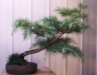 SHOP 360 GARDEN Bonsai Suitable Tree Seeds - Deodar Cedar 'Snow Sprite' Seeds - Pack of 25 Seeds Seed
