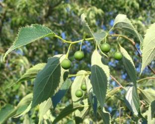 SHOP 360 GARDEN Deciduous Tree Seeds - Celtis australis / European nettle tree / Mediterranean hackberry / Lote tree/ Honeyberry Tree Seeds - Pack of 20 Seeds Seed