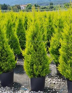 SHOP 360 GARDEN Cupressus macrocarpa, Cupressus Golden, Goldcrest cypress tree, Golden Monterey Cypress Ornamental Plant Seeds - Pack of 30 Seeds Seed