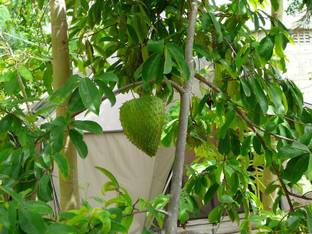 M-Technologies Rare Soursop (Annona muricata) 1 Healthy Live Plant - Seedling