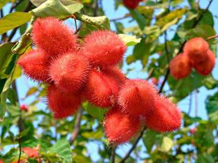 SHOP 360 GARDEN Bixa Orellana, LIPSTICK TREE, Annatto, Shendri, Sindur, Arnato, Roucou Tree Seeds - Pack of 30 Seeds Seed