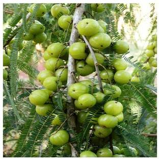 Timbactu Amla Plant