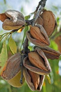 Green World ALMOND / BADAM TREE SEEDS ( 150 SEEDS ) Seed