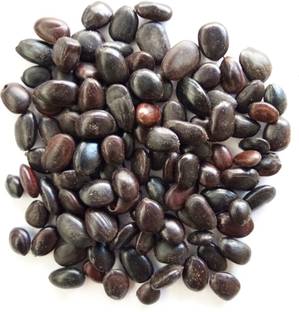 Green World SHIKAKAI / ACACIA CONCINNA SEEDS ( 150 SEEDS ) Seed