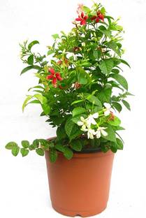 Greencuration Heart Leaf Oxycardium Plant