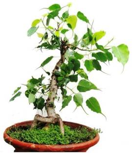 Vijay Sales Ficus Plant