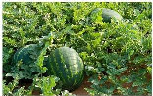 Mozetto Water Melon Seed