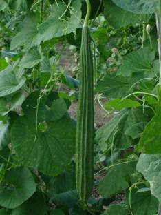 Paudha RIDGE GOURD Seed