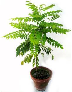 Greencuration Curry Leaf Plant