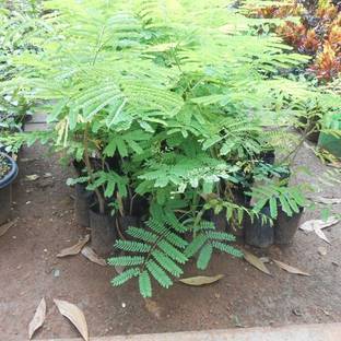 Greencuration Heart Leaf Oxycardium Plant
