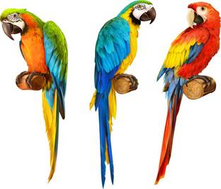 god & god's 41 cm Modern Art Three Parrot 292 Self Adhesive Sticker