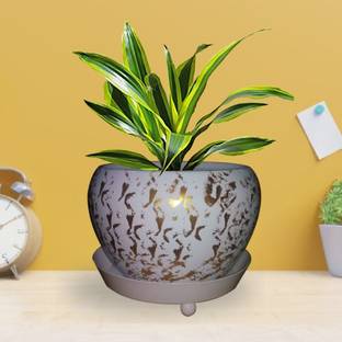 TrustBasket Table Top Planter Bowl With Saucer- white Color Plant Container Set
