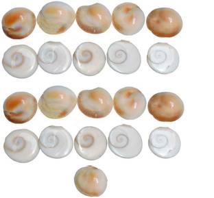 Saptraag Gomti Chakra (21 pc, 2 cm) Stoneware Yantra