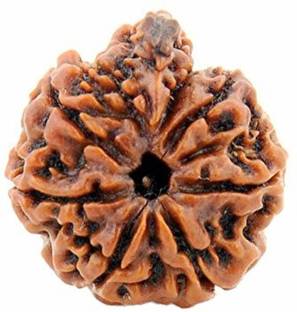 TEJVIJ AND SONS 100% Natural Saat Mukhi Rudraksha with Certificate Wood