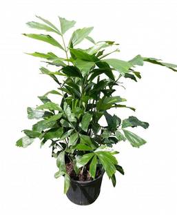 Green World FISHTAIL PALM / CARYOTA URENS / MACHLI PALM ORNAMENTAL TREE SEEDS ( 5 GMS SEEDS ) Seed