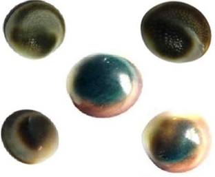 Kesar Zems Diwali Special Rare Gomati Chakra 5pcs Decorative Showpiece  -  1 cm