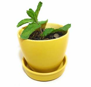 Bright Shop Ceramic Planter Unique Planters Vase With Plate Flower Pot Ceramic Vase