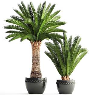 Green World PHOENIX CANARIENSIS PALM ORNAMENTAL TREE SEEDS ( 150 SEEDS ) Seed