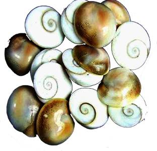 केसर जेम्स Gomati Chakra 9pic मार्बल अनप्लांटेड सबस्ट्रेट