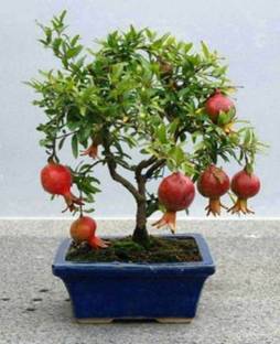 FRESHO imported bonsai pomegranate plant(220 Seeds) Seed