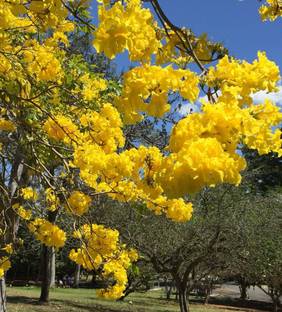 M-Tech Gardens Ornamental Golden Trumpet Tree ( Tebebuia argentea ) Golden Bell Tree 20 Seeds for Growing Seed