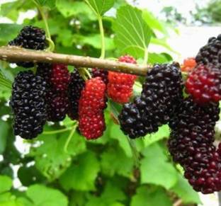 FRESHO sweet tasty mulberry fruit plant(260 Seeds) Seed
