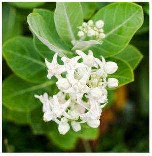 Timbactu Heart Leaf Oxycardium Plant