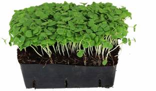 Airex Basil (Genovese Green) Microgreen Seeds Seed